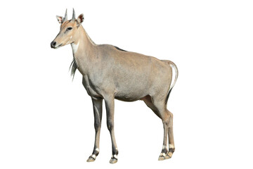 Nilgai PNG [Boselaphus tragocamelus]. Large Asian Antelope Isolated for Wildlife, Zoology, and Nature Conservation Designs