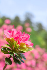 pink and white flowers