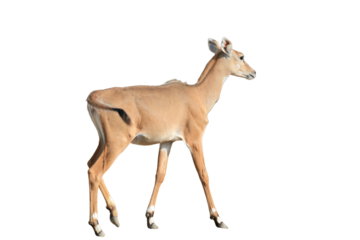 Nilgai PNG [Boselaphus tragocamelus]. Large Asian Antelope Wildlife Isolated for Nature and Educational Design