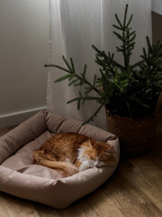 A red-haired cat sleeps in a cot next to a basket with fir branches. Christmas mood