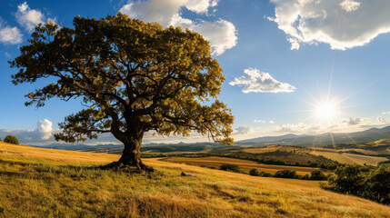 Obraz premium Tall oak tree stands majestically in vast meadow, illuminated by warm glow of sunlight. landscape features rolling hills and clear blue sky, creating serene and picturesque scene