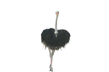 African Ostrich PNG [Struthio camelus]. Large Flightless Bird Isolated for Wildlife, Education, and Nature-Inspired Designs