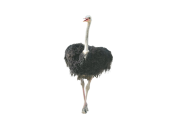 African Ostrich PNG [Struthio camelus]. Large Flightless Bird Isolated for Wildlife, Education, and Nature-Inspired Designs