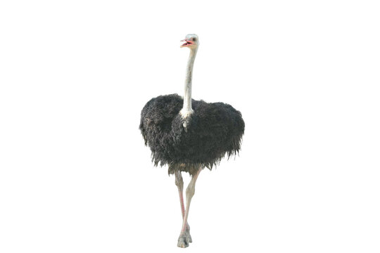 African Ostrich PNG [Struthio camelus]. Large Flightless Bird Isolated for Wildlife, Education, and Nature-Inspired Designs