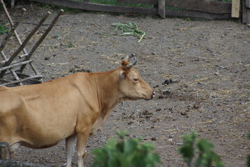 calf in the farm