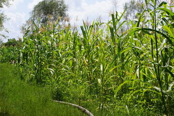 green corn field