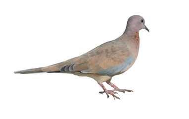 Laughing Dove PNG [Spilopelia senegalensis]. Gentle Pinkish-Brown Pigeon Isolated for Wildlife, Birdwatching, and Nature-Inspired Designs