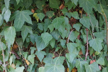 green leaves background