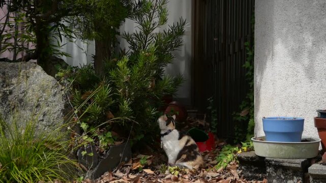 千光寺公園の三毛猫 （広島県尾道市, 2025年4月）