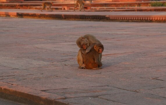 Monkey and baby monkey- the motherhood