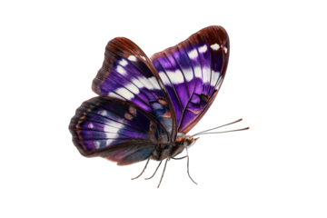 A detailed illustration of a purple butterfly isolated on a transparent background in PNG format