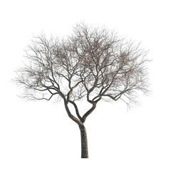 Withered tree isolated on white background