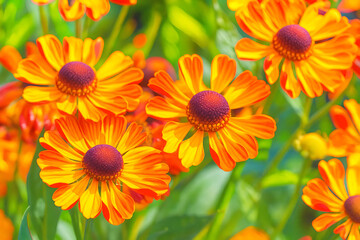 Fototapeta premium Close-up of orange summer helenium flowers growing in park 