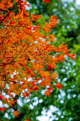 Colourful maple leaves in autumn season color when the leaves change colorful of is in the park,...