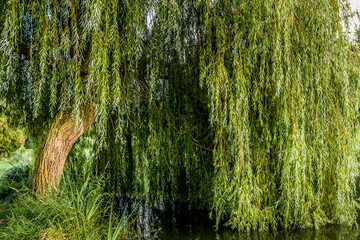 Weeping willow on a pond in santeny, france © photogolfer