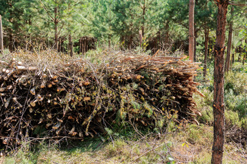 Sawed cut Tree bush dry dead branch branches wood lumber timber pile heap stack, forest clearing,...