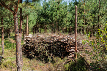 Sawed cut Tree bush dry dead branch branches wood lumber timber pile heap stack, forest clearing,...
