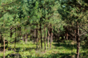 Bright green young pines in a sunny day. Young green Needles on pine branches close-up. Coniferous...