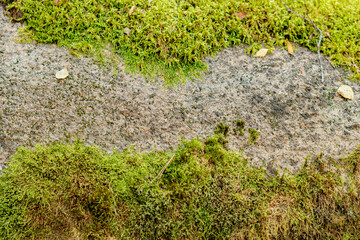 Old gray stone wall with green moss texture background
