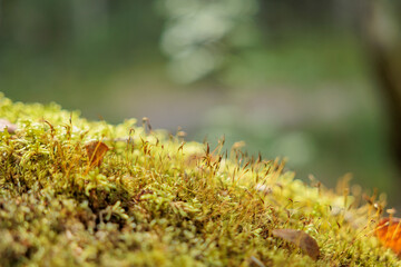 Iceland Mossy Plain Twilight Close-up Detail