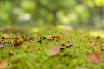 Iceland Mossy Plain Twilight Close-up Detail