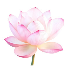 This captivating close-up reveals a beautiful pink lotus in full bloom, isolated on black.