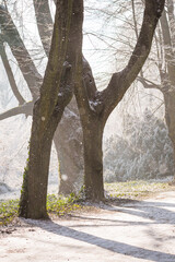 A serene winter morning scene with bare trees and light frost, their long shadows stretching across a sunlit path. Gentle sunlight filters through the branches, creating a calm and woodland