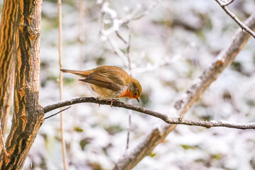 Close-up of a European robin (Erithacus rubecula) perched on a snow-dusted branch in a winter woodland. The bird’s warm orange breast contrasts beautifully with the soft, frosty background
