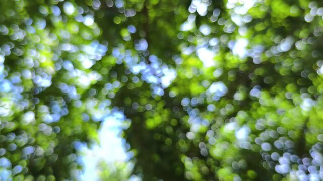 Realtime 4k video. vibrant, sun-dappled, and dreamy close-up green leaves and tree branches blurred into soft bokeh. Light filters through foliage creating shimmering circles white yellow and green