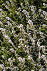 Dark shadow natural pattern of snow and frost covered coniferous tree branches, Germany