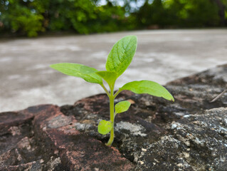 Sapling Growing Through Stone Crack