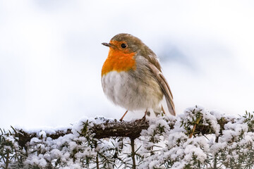 Profile view of European robin (Erithacus rubecula) with orange chest looking to the left side with white background on a cold winter day