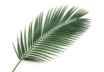 Fototapeta premium A single green palm leaf isolated on a white background, showcasing its delicate structure and natural beauty