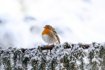 Profile view of European robin (Erithacus rubecula) while standing on a needle tree branch covered...