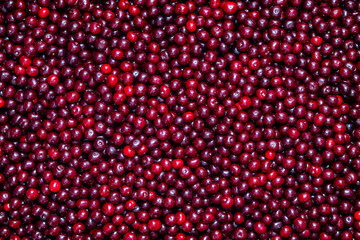 Fresh red cherries piled high showcasing the bounty of summer harvest. Glossy cherries arranged in abundance at a local market. Juicy cherry symbolizing the sweetness and richness of life, closeup