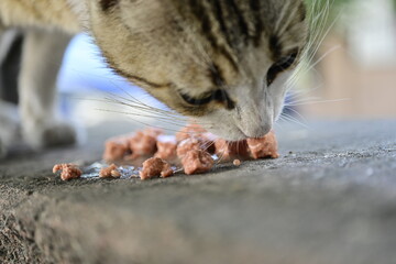 Hungry Stray Cat Eating Food on Street in Istanbul