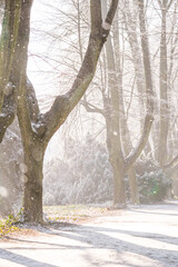  Light and bright snowy and sunny day at the park in cold weather and magical soft feeling, North...
