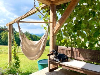 Dachshund dog relaxing on the porch