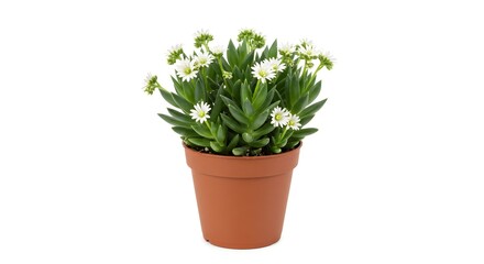 Obraz premium Isolated white flower with green leaves in brown pot. Minimal plant portrait for product display, wall art, branding surface.