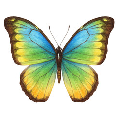 Obraz premium Elegant butterfly illustration with vibrant blue, green, and yellow watercolor wings