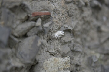 Fossilized Shell Embedded in Rock Formation