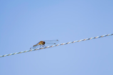 red dragonfly on a pole