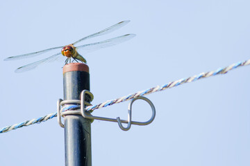 red dragonfly on a pole