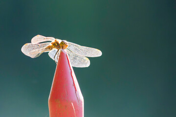 red dragonfly on a pole