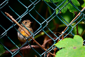 junges Rotkehlchen (Ästling) hinter einem Gartenzaun // young robin (Erithacus rubecula) 