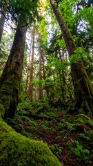 Naklejka premium Lush, mossy forest floor viewed from low angle, sunlight dappling through tall trees
