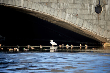 A white swan and several ducks gather on icy water under a stone bridge, creating a serene winter wildlife scene.