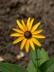 Close-up of a vibrant yellow Black-eyed Susan flower.