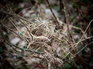 Close-up of an empty bird nest made of dry grass and twigs, nestled among thorny branches in a natural outdoor setting.