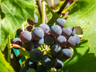 Close-up of ripe purple grapes.